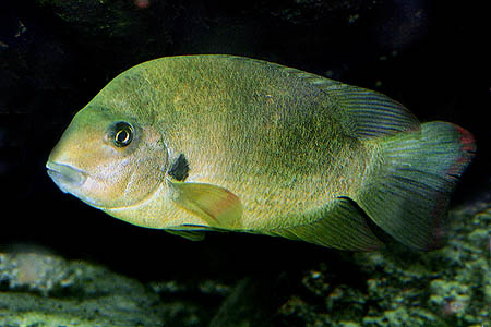 Paretrolplus damii