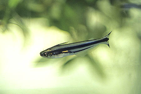 Three Striped African Glass Catfish (Pareutropius buffei)
