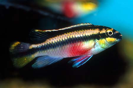 Pelvicachromis pulcher female