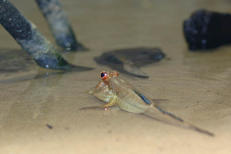 Periophthalmus barbarus