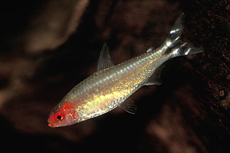 Petitella georgiae