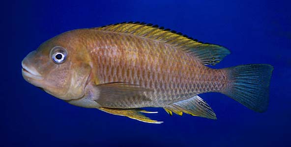 Petrochromis famula