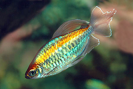 Phenacogrammus interruptus male