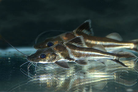 Ornate Pim (Pimelodus ornatus)