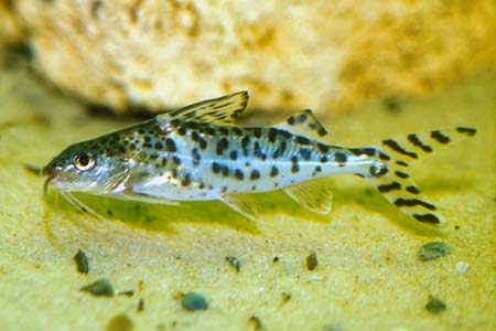 Pictus Cat (Pimelodus pictus)