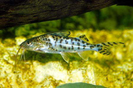 Pictus Cat (Pimelodus pictus)
