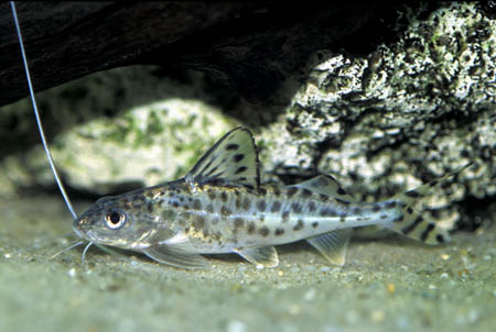 Pictus Cat (Pimelodus pictus)