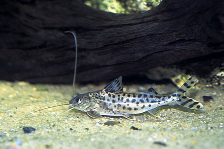 Pictus Cat (Pimelodus pictus)