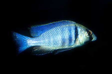 Placidochromis electra adult male