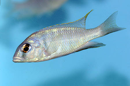 Placidochromis electra juvenile