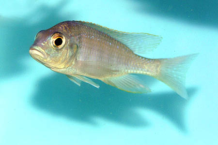 Placidochromis electra juvenile