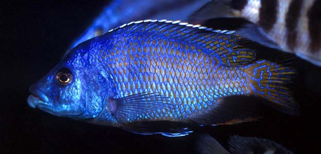Placidochromis milomo alpha male