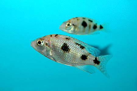 Placidochromis milomo juveniles