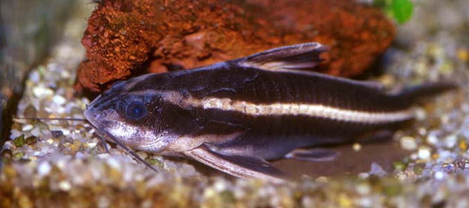 Platydoras costatus