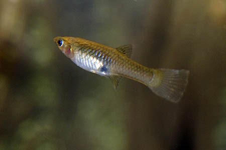 Poecilia wingei female
