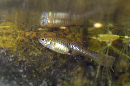 Poecilia wingei female