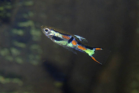Poecilia wingei male