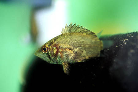 Polycentropsis abbreviata juvenile