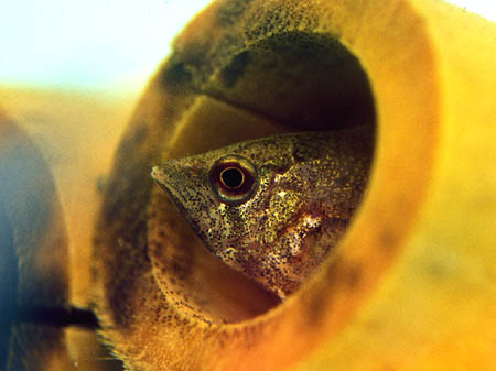 Polycentropsis abbreviata juvenile