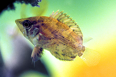 Polycentropsis abbreviata juvenile