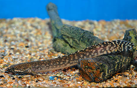 Polypterus ornatapinnis juvenile