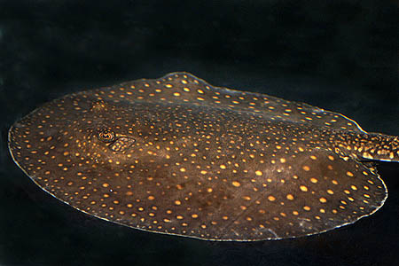 Potamotrygon castexi