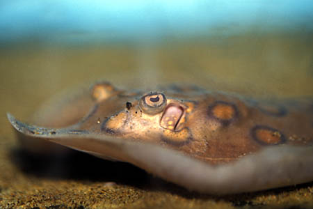 Potamotrygon motoro