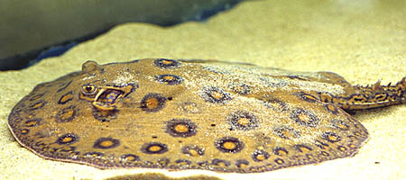 Potamotrygon motoro