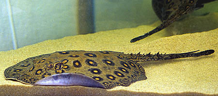 Potamotrygon motoro