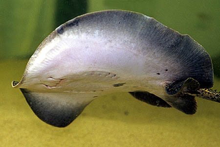 Potamotrygon motoro