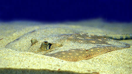 Potamotrygon scobina