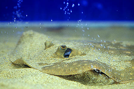 Potamotrygon scobina