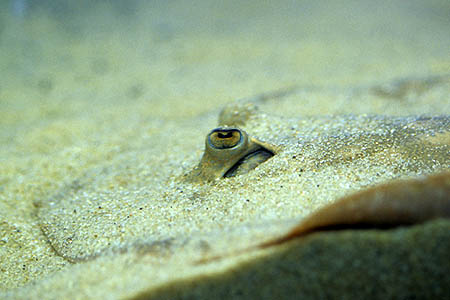 Potamotrygon scobina