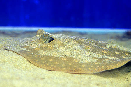 Potamotrygon scobina