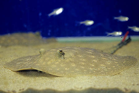 Potamotrygon scobina