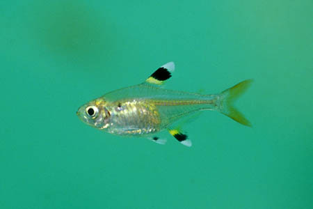 Pristella maxillaris