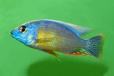 Protomelas fenestratus male