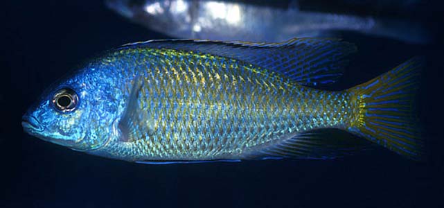 Protomelas pleurotaenia
