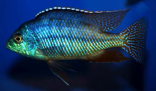 Protomelas taeniolatus male