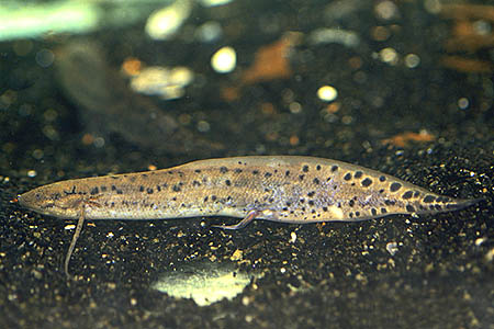 Protopterus annectens annectens juvenile