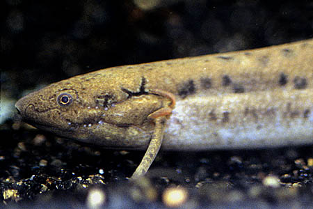 Protopterus annectens annectens juvenile
