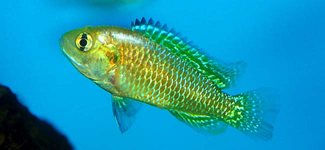 Pseudocrenilabrus multicolor multicolor