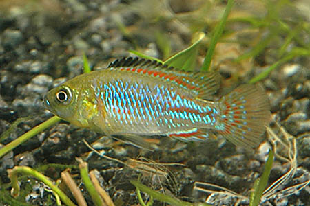 Pseudocrenilabrus nicholsi