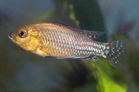 Pseudocrenilabrus nicholsi