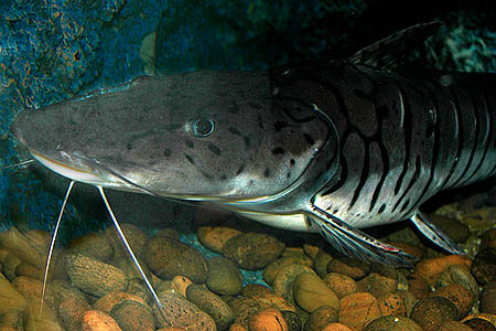 Pseudoplatystoma fasciatum; head of adult