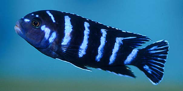 Pseudotropheus demasoni
