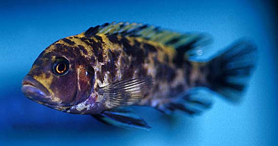 Pseudotropheus estherae OB "marmalade cat"