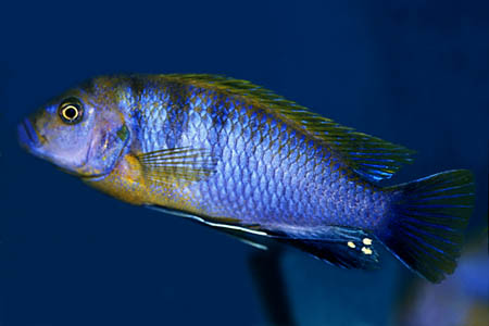Pseudotropheus fainzilberi male