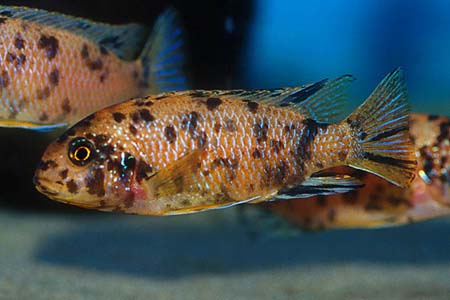 Pseudotropheus tropheops tropheops female