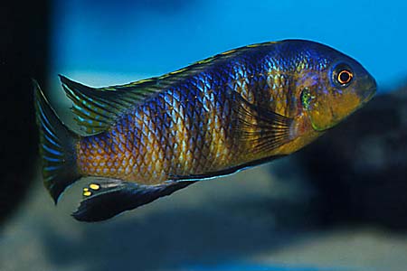 Pseudotropheus tropheops tropheops male